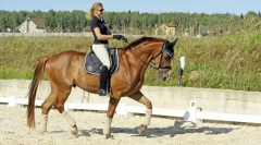 Holandski konj